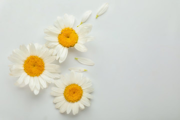 Fototapeta na wymiar Beautiful camomile flowers on white background