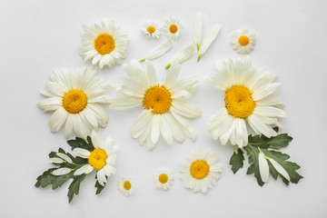 Obraz premium Beautiful camomile flowers on white background