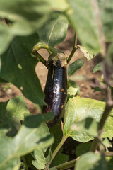 Bahçede yetişen sebze ve meyveler