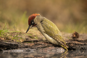 Green Woodpecker, Picus viridis