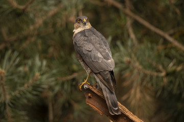 Sparrow-hawk, Accipiter nisus