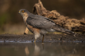 Sparrow-hawk, Accipiter nisus