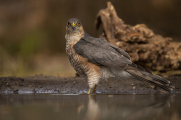 Sparrow-hawk, Accipiter nisus