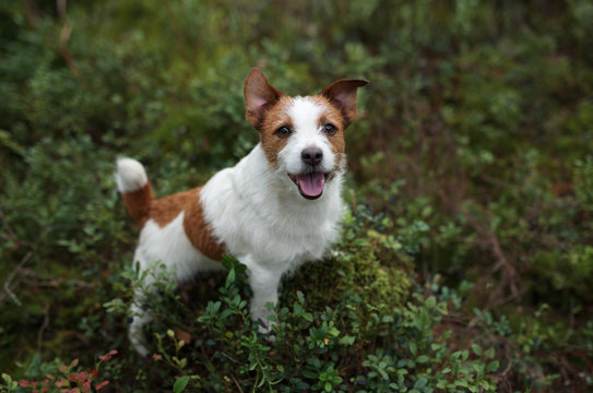 Cute dog jack russell terrier outdoors