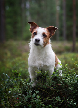 Cute dog jack russell terrier outdoors