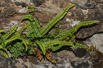 Streifenfarn, Asplenium trichomanes