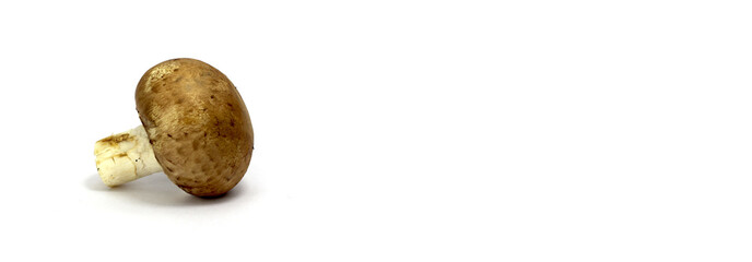 frischer champignon pilz liegend alleinstehend isoliert mit weißem hintergrund