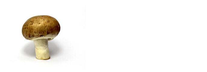brauner champignon pilz alleinstehen und isoliert weißer hintergrund