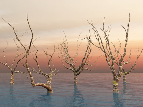 Dead trees standing in the water