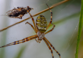 Wespenspinne mit im Spinnennetz gefangener Fliege