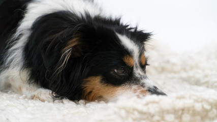 Nala the Miniature Australian Shepherd, posing, white background