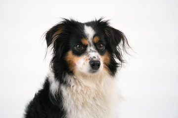 Nala the Miniature Australian Shepherd, posing, white background