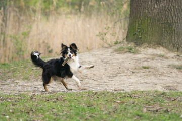 Nala the Miniature Australian Shepherd, , expoling the woods, summertime