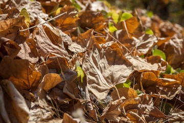 Dry bodhi tree leaves on the ground in a park, capturing the essence of autumn.