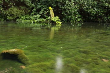 湧水が豊富な阿蘇の池上水源