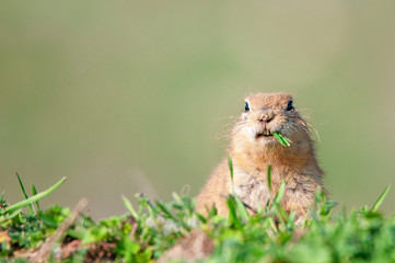 Naklejka na ściany i meble Ground squirrel (Spermophilus pygmaeus) standing in the grass with a leaf in his mouth