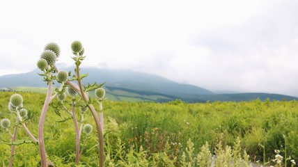 珍しいヒゴタイの花咲く阿蘇高原