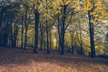 Autumn trees in forest