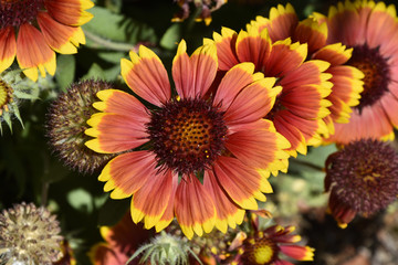 Gaillardia pulchella / Gaillarde jolie / Gaillarde mignonne