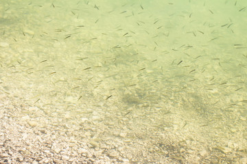live fry in the lake in shallow water on a summer sunny day