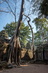 Kambodscha - Angkor - Ta Prohm