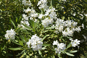 Nerium oleander / Laurier rose