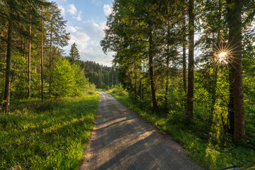 Schotterweg im Wald