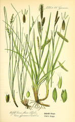 Illustration of plant