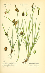 Illustration of plant