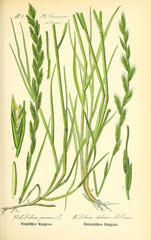 Illustration of plant