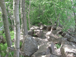 Landscape with stones and old trees