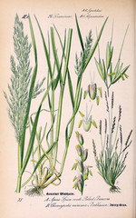 Illustration of plant