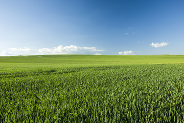 Green large field and blue sky