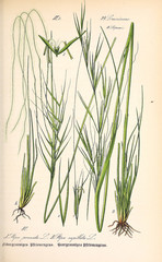 Illustration of plant