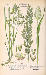 Illustration of plant