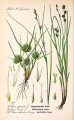 Illustration of plant