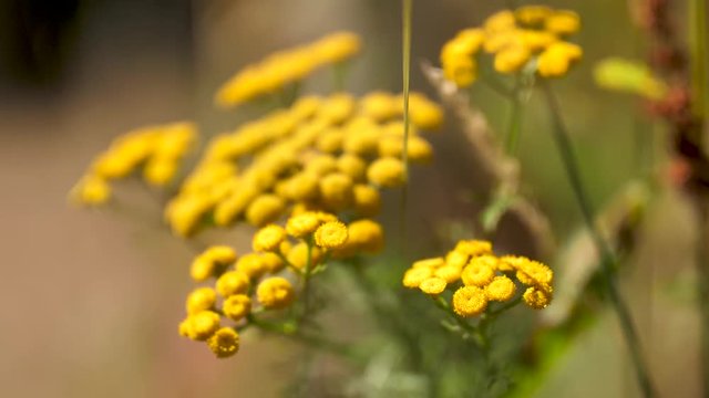 tansy flower in bloom