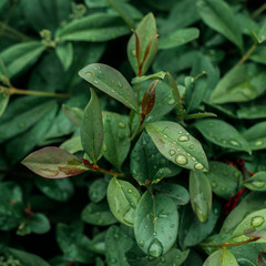 Green leaves on a bush after a light rain are covered with droplets of water.