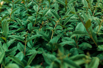 Green leaves on a bush after a light rain are covered with droplets of water.