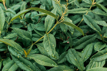 Green leaves on a bush after a light rain are covered with droplets of water.
