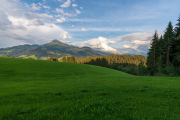 Fototapeta premium Wiese mit Kitzbühler Horn im Hintergrund