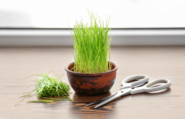 Bowl with fresh wheat grass and scissors on windowsill