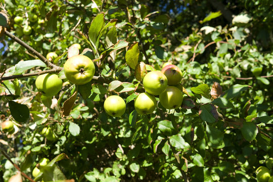 Laesoe / Denmark: Wild apples at the wayside in Vesteroe Havn shine in the August sun