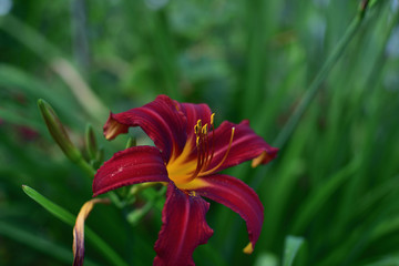 Obraz premium Flower Hemerocallis daylily on a blurred background