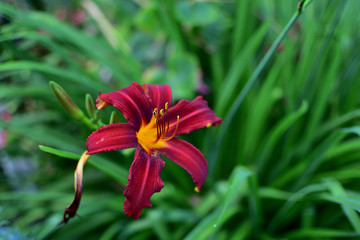 Flower Hemerocallis daylily on a blurred background