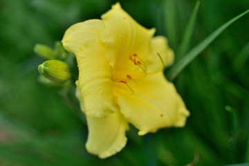 Fototapeta premium Flower Hemerocallis daylily on a blurred background