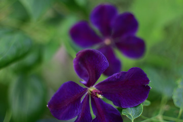 Fototapeta na wymiar Flower Clematis violet on blurred background