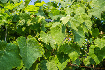Vine on the beach Leptokarya, Greece 