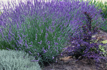 Fototapeta na wymiar Beautiful blooming lavender outdoors