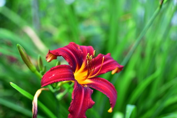 Flower Hemerocallis daylily on a blurred background